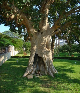 "Zacchaeus' tree" (sycamore fig tree), Jericho, Palestine, 2012 via Wikimedia Commons